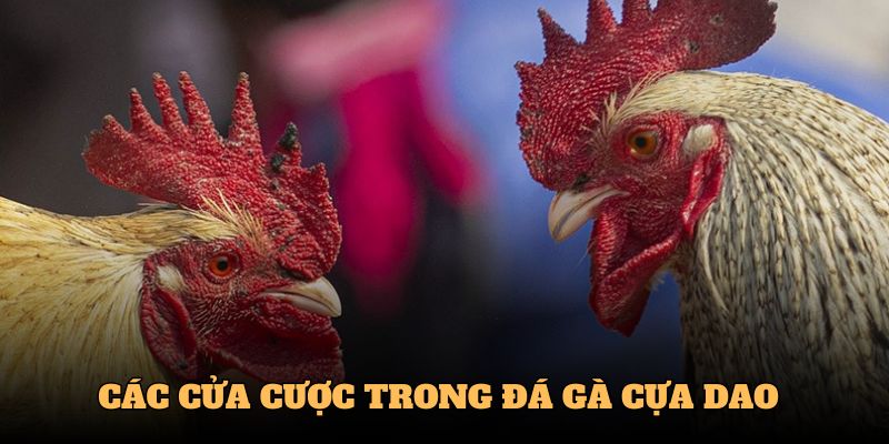 Các cửa cược trong đá gà cựa dao