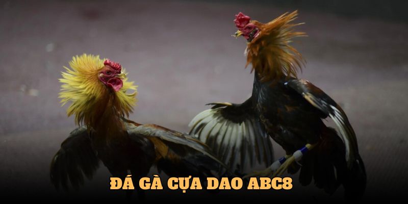 Đá Gà Cựa Dao ABC8