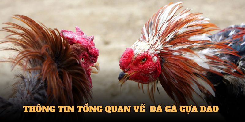 Thông tin tổng quan về trò chơi đá gà cựa dao